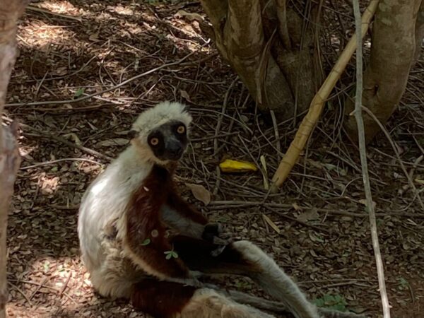 TRAIL Madagascar - 21 au 23 Novembre 2025 - Course par étapes  - ULTRA TREK DES COLLINES SACREES – Image 29